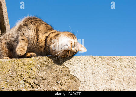 Sweet cat sur le mur avec sky dans l'arrière-plan Banque D'Images