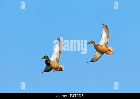 Canard sauvage / mallard (Anas platyrhynchos) mâle / femelle et mâle en vol Banque D'Images