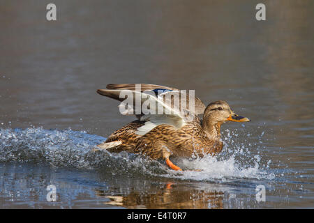 Canard sauvage / mallard (Anas platyrhynchos), femelle, l'atterrissage sur l'eau du lac Banque D'Images