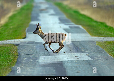 A réveillé le chevreuil (Capreolus capreolus) buck crossing road au printemps Banque D'Images