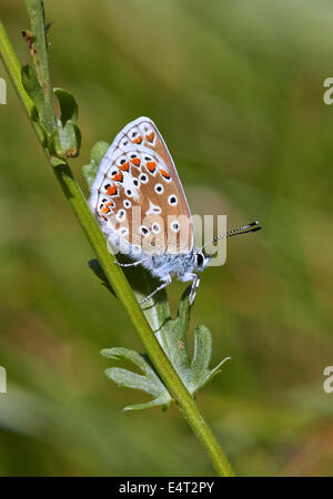 Papillon Bleu commun (femelle). Leigh Hill commun, Cobham, Surrey, Angleterre. Banque D'Images