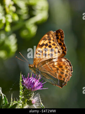 Silver-Washed fritillary (femelle) se nourrissant de thistle. Bookham commun, Surrey, Angleterre. Banque D'Images