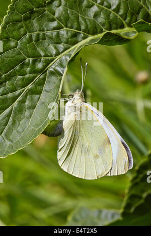 Grand papillon blanc pondre sur le raifort. Leigh Hill commun, Cobham, Surrey, Angleterre. Banque D'Images