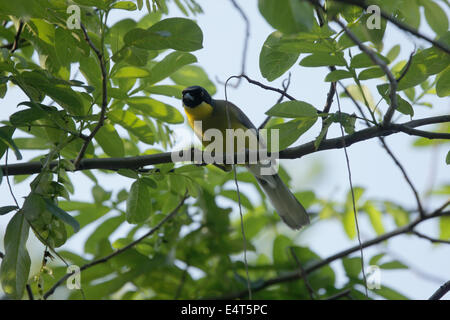 Un Laughingthrush Coutois's, de la Chine, une espèce en voie de disparition. Banque D'Images