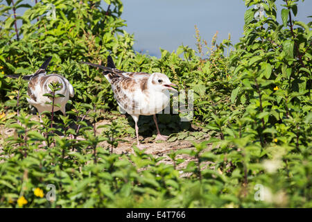 Les goélands à tête noire juvénile (Chroicocephalus ridibundus) à Arundel Wetlands Trust et la faune, West Sussex, UK Banque D'Images