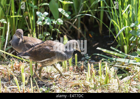 Deux jeunes Gallinules poule-d'eau (Gallinula chloropus) dans une roselière à Arundel Wildfowl and Wetlands Trust Banque D'Images