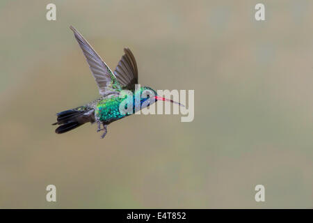 Large-billed Hummingbird Cynanthus latirostris Tucson, comté de Pima, Arizona, United States 14 mâles adultes Juillet Troch Banque D'Images