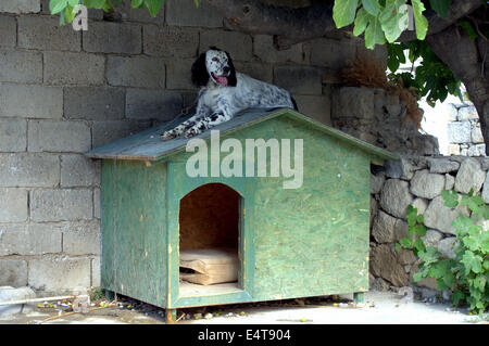 Chien dalmatien portant sur le toit de la maison de chien Banque D'Images