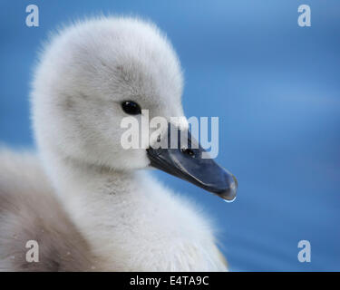 Un close-up d'un vieux de 10 jours cygnet sur un étang Banque D'Images