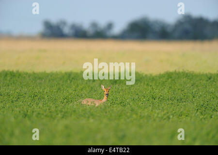 Le Chevreuil (Capreolus capreolus) dans le pré au printemps, Apetlon, le lac de Neusiedl, Burgenland, Autriche Banque D'Images