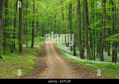 Route de terre avec Ramsons (Allium ursinum) en forêt de hêtre européen au printemps, parc national du Hainich, Thuringe, Allemagne Banque D'Images