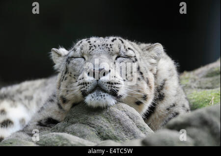 Portrait de Snow Leopard (Panthera unica) dans Zoo, Nuremberg, Bavière, Allemagne Banque D'Images