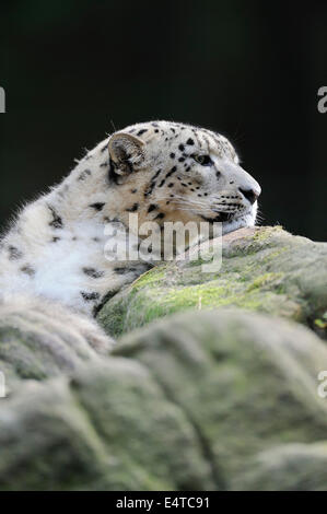 Portrait de Snow Leopard (Panthera unica) dans Zoo, Nuremberg, Bavière, Allemagne Banque D'Images