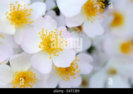 Francis Lester E Roses, Meran, le Tyrol du Sud, Vénétie, Italie Banque D'Images
