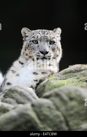 Portrait de Snow Leopard (Panthera unica) dans Zoo, Nuremberg, Bavière, Allemagne Banque D'Images