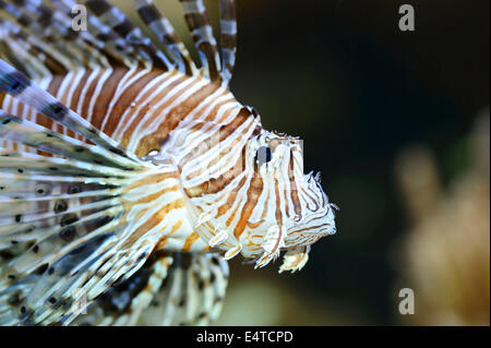 Portrait de la Rascasse volante (Pterois volitans), Bavière, Allemagne Banque D'Images
