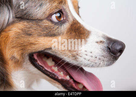 Close-up of Female, chien de berger australien Bleu Merle Banque D'Images