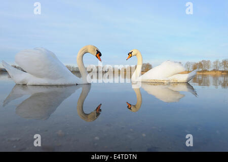 Le Cygne tuberculé (Cygnus olor) sur le lac, Hesse, Allemagne Banque D'Images