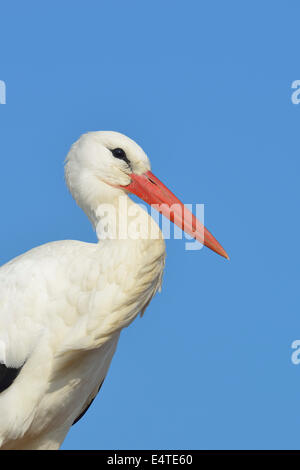 Portrait de cigogne blanche (Ciconia ciconia), Hesse, Allemagne Banque D'Images