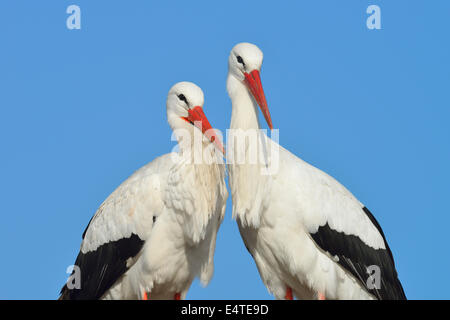 Cigognes blanches (Ciconia ciconia), Hesse, Allemagne Banque D'Images