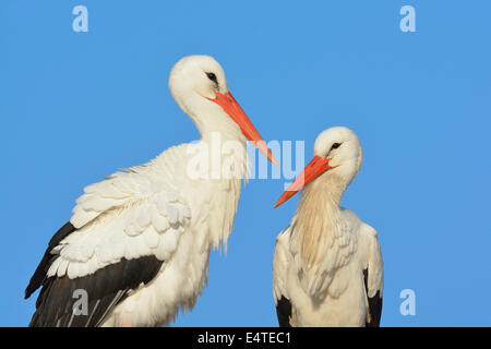 Portrait de Cigognes blanches (Ciconia ciconia), Hesse, Allemagne Banque D'Images