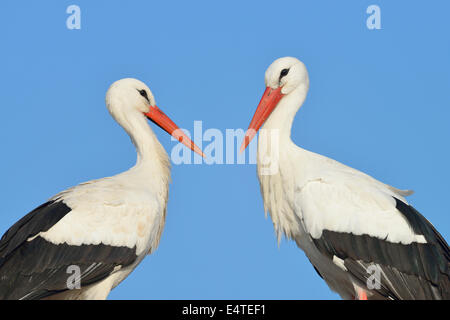 Portrait de Cigognes blanches (Ciconia ciconia), Hesse, Allemagne Banque D'Images