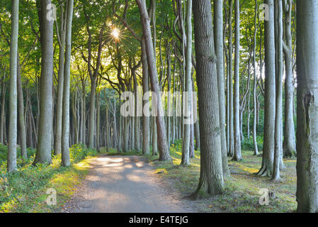 Forêt de hêtres côtières avec allée, Nienhagen, Bad Doberan, mer Baltique, Bade-Wurtemberg, Allemagne Banque D'Images