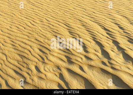 Close-up of Sand Dune, Matruh, Grande Mer de Sable, Désert de Libye, désert du Sahara, l'Egypte, l'Afrique du Nord, Afrique Banque D'Images
