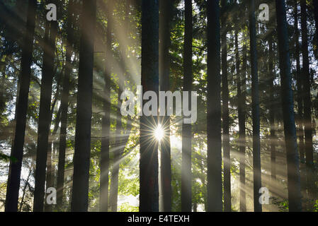 Soleil qui brille à travers Forêt, Schleswig-Holstein, Allemagne Banque D'Images