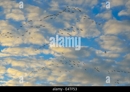 Grues cendrées (Grus grus) avec ciel nuageux, ciel bleu, Zingst, Darss, Fischland-Darss-Zingst, Bade-Wurtemberg, Allemagne Banque D'Images