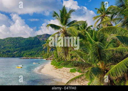 Anse Forbans Rivage avec palmiers, Mahe, Seychelles Banque D'Images