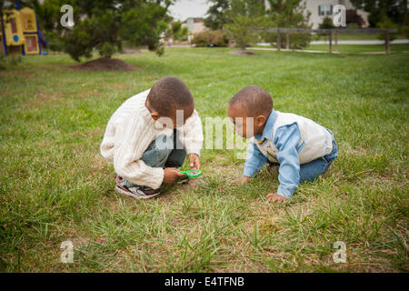 Frères l'observation d'herbe sous Loupe dans Park, Maryland, USA Banque D'Images