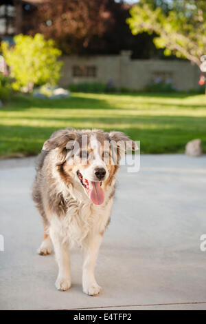 Portrait de chien de berger australien en arrière-cour, Utah, USA Banque D'Images