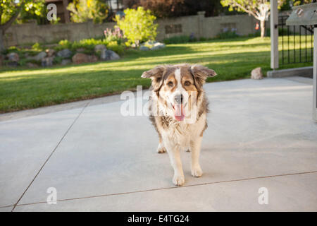 Portrait de chien de berger australien en arrière-cour, Utah, USA Banque D'Images
