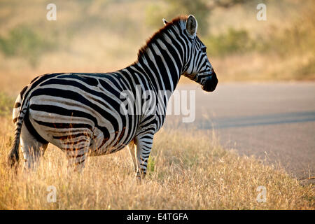 Zebra dans le Parc National Kruger, Afrique du Sud Banque D'Images