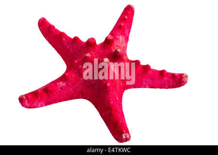 Étoile rouge isolé sur fond blanc. Le sea star isolated on white Banque D'Images