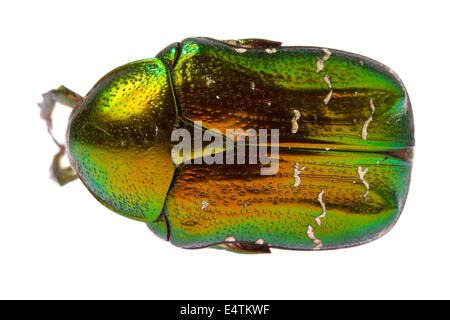 Chafer Cetonia aurata (Rose) isolé sur fond blanc Banque D'Images