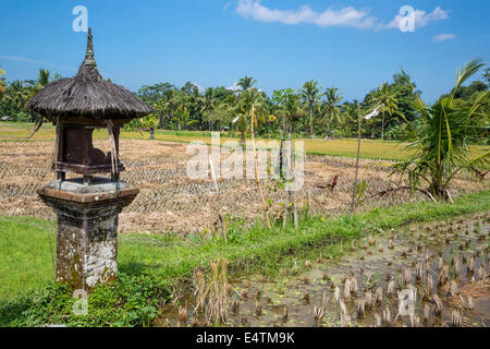 Bali, Indonésie. Lieu de culte à la déesse du riz Sri dans un champ de riz en milieu rural. Banque D'Images