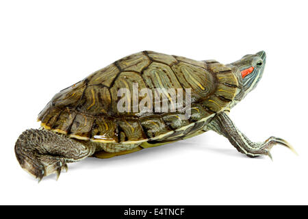 Funny tortue verte sur le défilé ou marcher autour de isolé sur fond blanc Banque D'Images