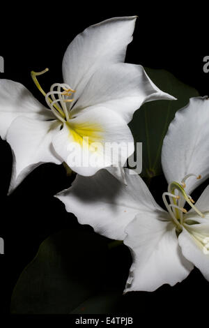 Bauhinia variegata, orchid tree Banque D'Images