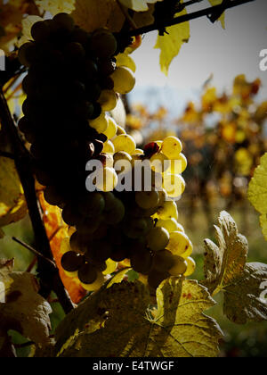 Vignes d'automne - Wine Grape Banque D'Images