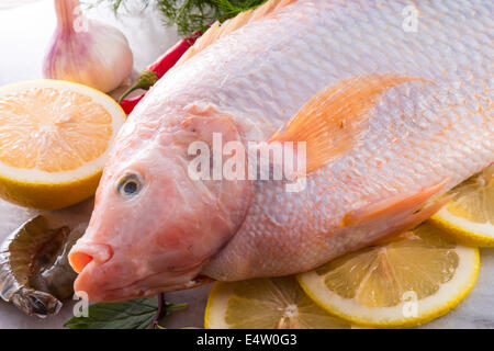 Fraîcheur rougit le poisson tilapia du Nil (Oreochromis niloticus) Banque D'Images