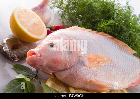 Fraîcheur rougit le poisson tilapia du Nil (Oreochromis niloticus) Banque D'Images