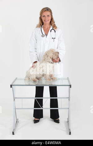 Le traitement vétérinaire chien femelle Banque D'Images