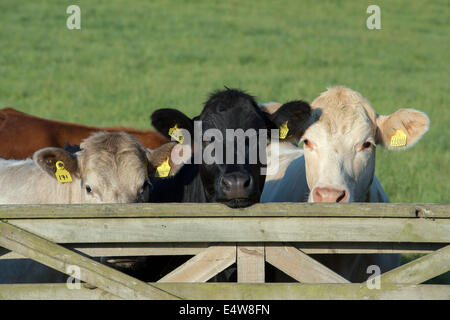 Trois vaches à plus d'une porte en bois. L'Ecosse Banque D'Images