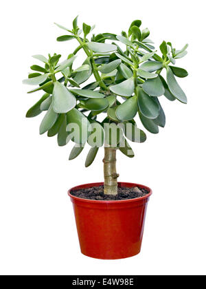 Crassula plante en pot rouge Banque D'Images