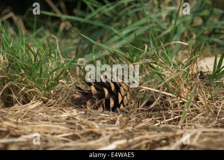 Photographie d'une pomme de pin portant sur l'herbe sèche Banque D'Images