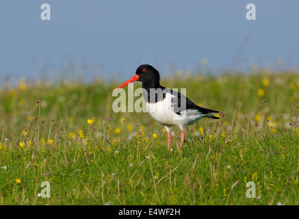 Huîtrier pie - Haematopus ostralegus Eurasian sur prairie "machair" Banque D'Images