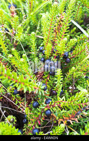 Crowberry dh UK Heather Heather Ecosse Camarine noire Empetrum nigrum Empetraceae fruits Banque D'Images