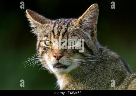 Scottish wildcat (Felis silvestris silvestris) : un petit chat menacées d'extinction, avec seulement environ 100 à l'état sauvage Banque D'Images